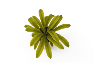 houseplants Model 3D