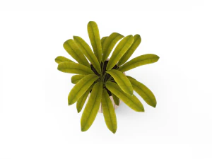 houseplants 3D Model