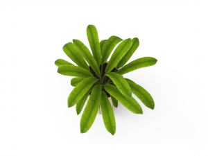 houseplants Model 3D