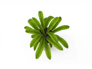houseplants 3D Model