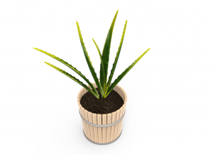 houseplants Modelo 3D