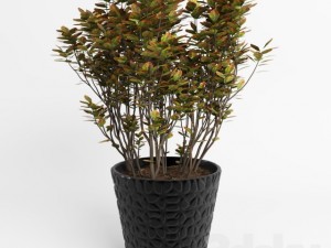 pot flower Model 3D