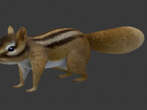 squirrel Modelo 3D