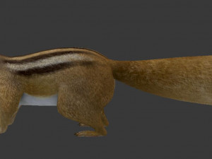 squirrel 3Dモデル