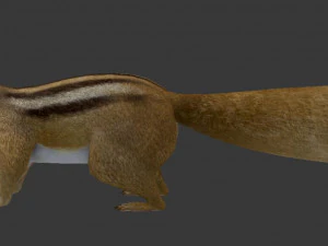 squirrel 3D Model