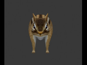 squirrel 3Dモデル