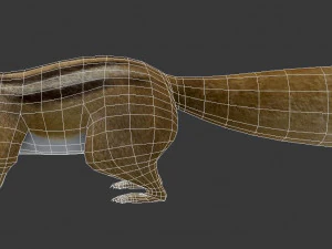 squirrel 3D Model