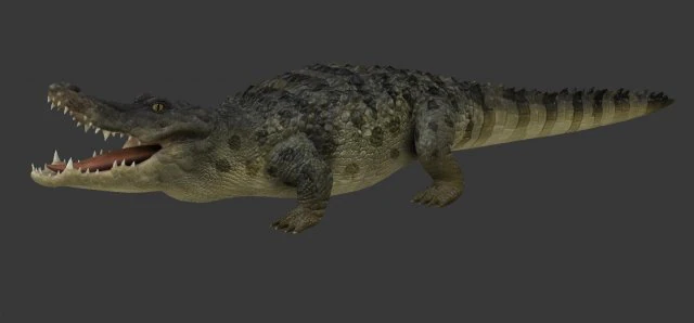 crocodile 3D Model .c4d .max .obj .3ds .fbx .stl .blend 