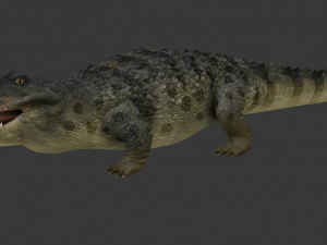 crocodile 3D-Modell
