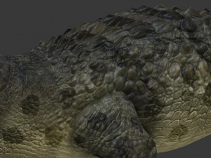 crocodile 3D Модель