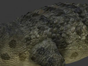 crocodile 3D Model
