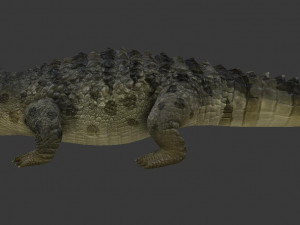 crocodile 3D Модель