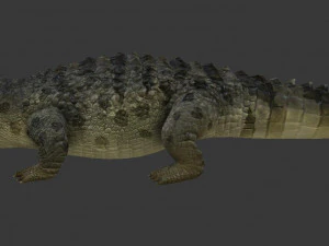 crocodile 3D Model