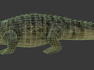 crocodile 3D Модель