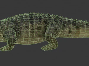 crocodile 3D Model