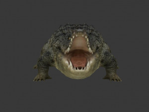 crocodile 3D Модель