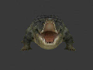 crocodile 3D Model