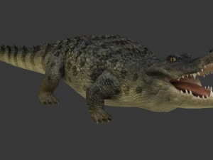 crocodile 3D Модель