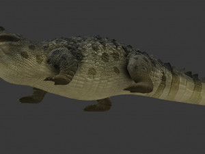 crocodile 3D Модель