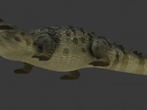 crocodile 3D Model