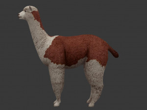 alpaca 3D Модель