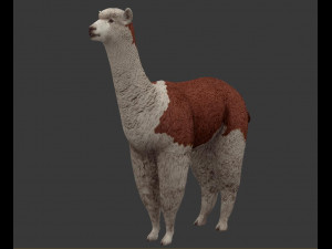 alpaca 3D Model