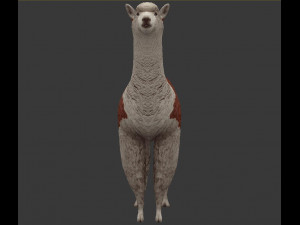alpaca 3D Model