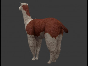 alpaca 3D Model