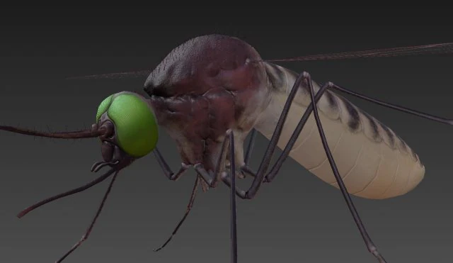 mosquito 3D Model .c4d .max .obj .3ds .fbx .stl .blend