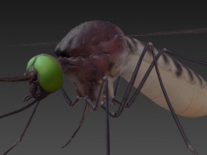 mosquito Modelo 3D