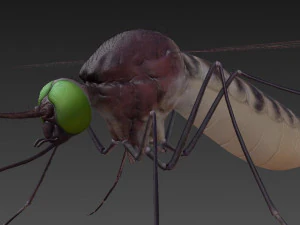 zanzara Modello 3D