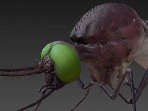 mosquito 3D मॉडल
