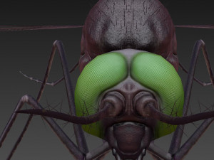 mosquito 3D मॉडल