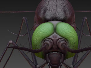 mosquito 3D Model