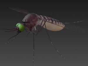 mosquito 3D मॉडल