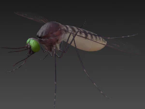 mosquito 3D Model