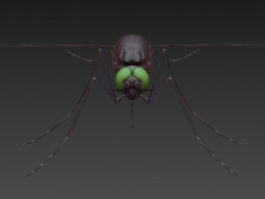 mosquito 3D मॉडल