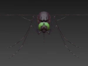 mosquito 3D Model