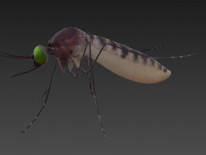 mosquito 3D मॉडल