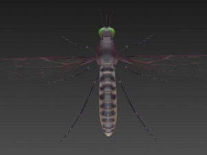 mosquito 3D मॉडल