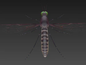 mosquito 3D Model