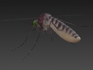 mosquito 3D मॉडल