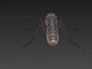 mosquito 3D मॉडल