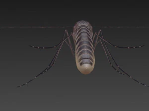 mosquito 3D Model