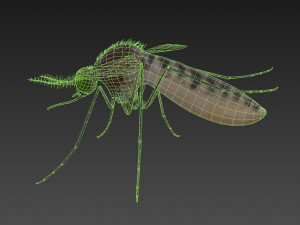 mosquito 3D मॉडल