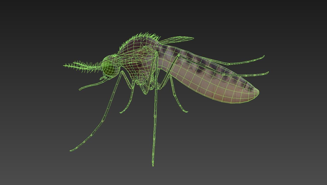 3д рисунки насекомых. Ant lowpoly. Насекомые 3д. Насекомые 3д модель. Муравей 3hl.