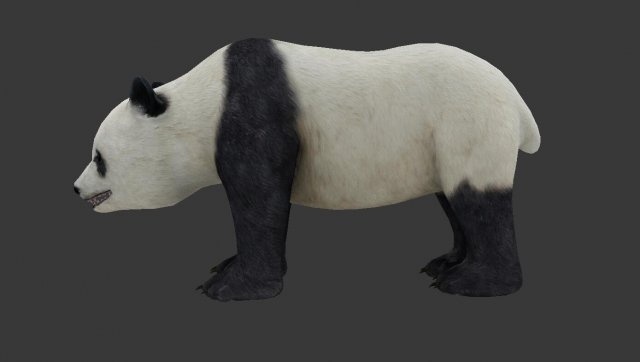 panda 3D Modell .c4d .max .obj .3ds .fbx .stl .blend 