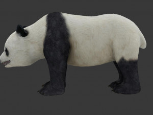 panda Modelo 3D