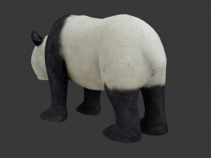 panda 3D Modell