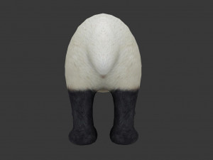 panda 3D Modell